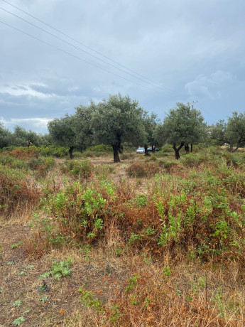 shiten-1000-m2-toke-ne-borsh-sarande-big-0