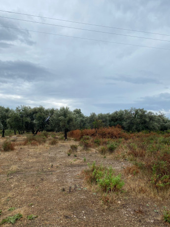 shiten-1000-m2-toke-ne-borsh-sarande-big-1