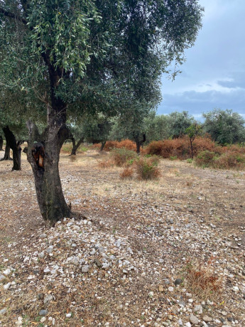 shiten-1000-m2-toke-ne-borsh-sarande-big-3